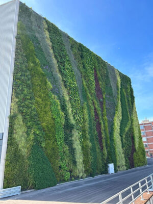 Fassadenbegrünung Werkshalle DaimlerTruck in Gaggenau